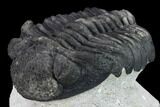 Drotops Trilobite - Large Faceted Eyes #131339-2